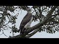 Juvenile Martial eagle