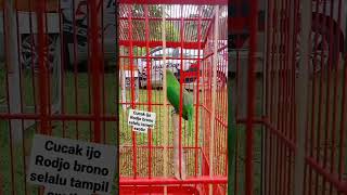 Cucak Ijo Rodjo Brono Selalu Tampil Exotis Selalu Menghibur