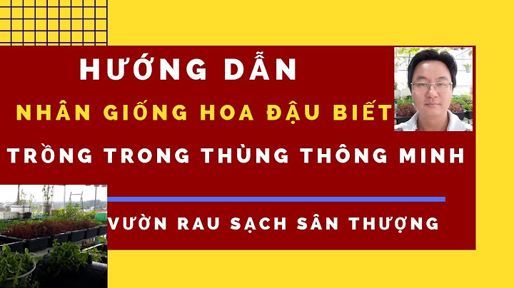 Trồng hoa đậu biếc bằng cành