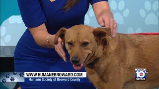 Adopt A Pet: Meet Chloe Meet Chloe Who Is Up For Adoption At The Lincoln County Humane Society
