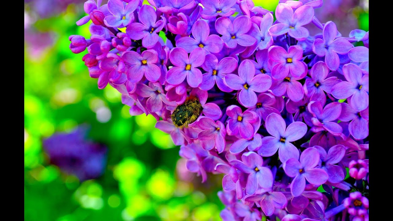 Кот петух и лиса - YouTube