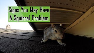 What to Do If You Have Squirrels in Your Attic · ExtermPRO