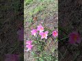 केसरी फुल #केसरीफुल #flowers #love #youtubeshorts #keepsupporting
