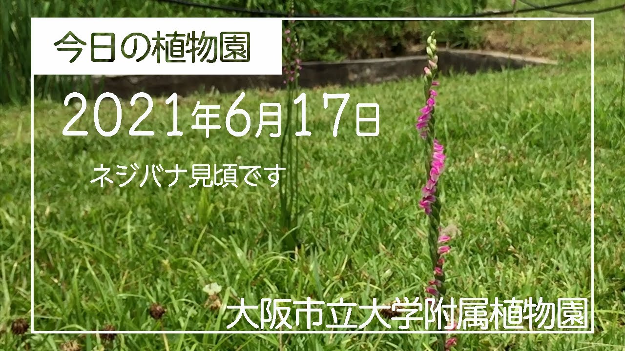 大阪市立大学附属植物園 今日の植物園 21 6 17 アオノリュウゼツラン ハナザクロ 温帯スイレン ネジバナ ハス Youtube