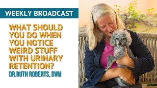 Tired of Your Dog's Health Struggles? Discover Proven Solutions to Boost Their Wellness | IPA 81621