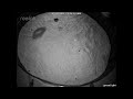 Ghost Crab escape response behavior Burrow 1