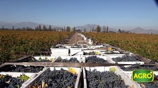 Chile: Concha y Toro, el vino en una de las principales bodegas del mundo (#796 2018-11-03)
