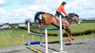 Callie jumping up to 1m20.