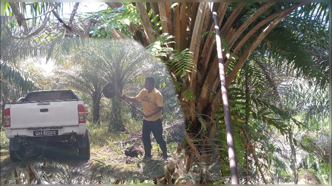 Panen sawit pelepah super banyak,tapi buah super mantap,habis panen  muat dalam Toyota Hilux Vigo