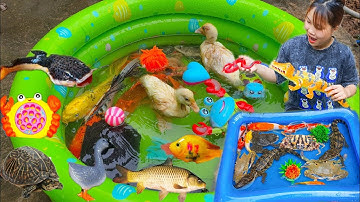 Thỏ Vlog Bắt Cá Mập, Tìm Kiếm Con Thỏ Dưới Ao Bèo, Con Rùa, Cá Sấu Tập 6