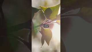 How do trees convert CO2 into O2?
