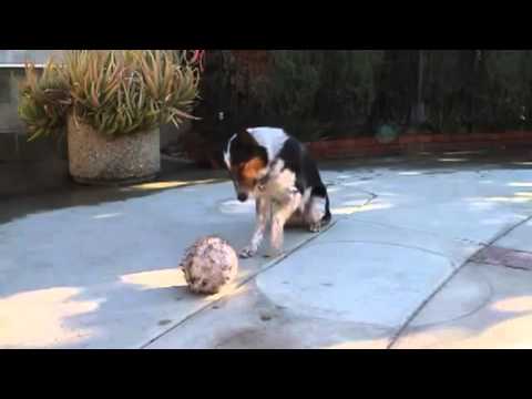 Video: Pes 101: Ako Vycvičiť Psa