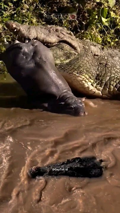 BUAYA MENYERANG BAYI KUDA NIL DI TEPI SUNGAI #amazingshorts #animals #wildlife