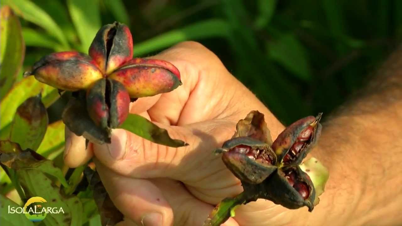 Peonia erbacea raccolta semi