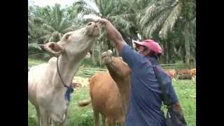 Download Integrasi Sawit Sapi Video MP3 Integrasi Sawit Sapi