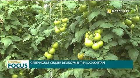 Greenhouse cluster development in Kazakhstan