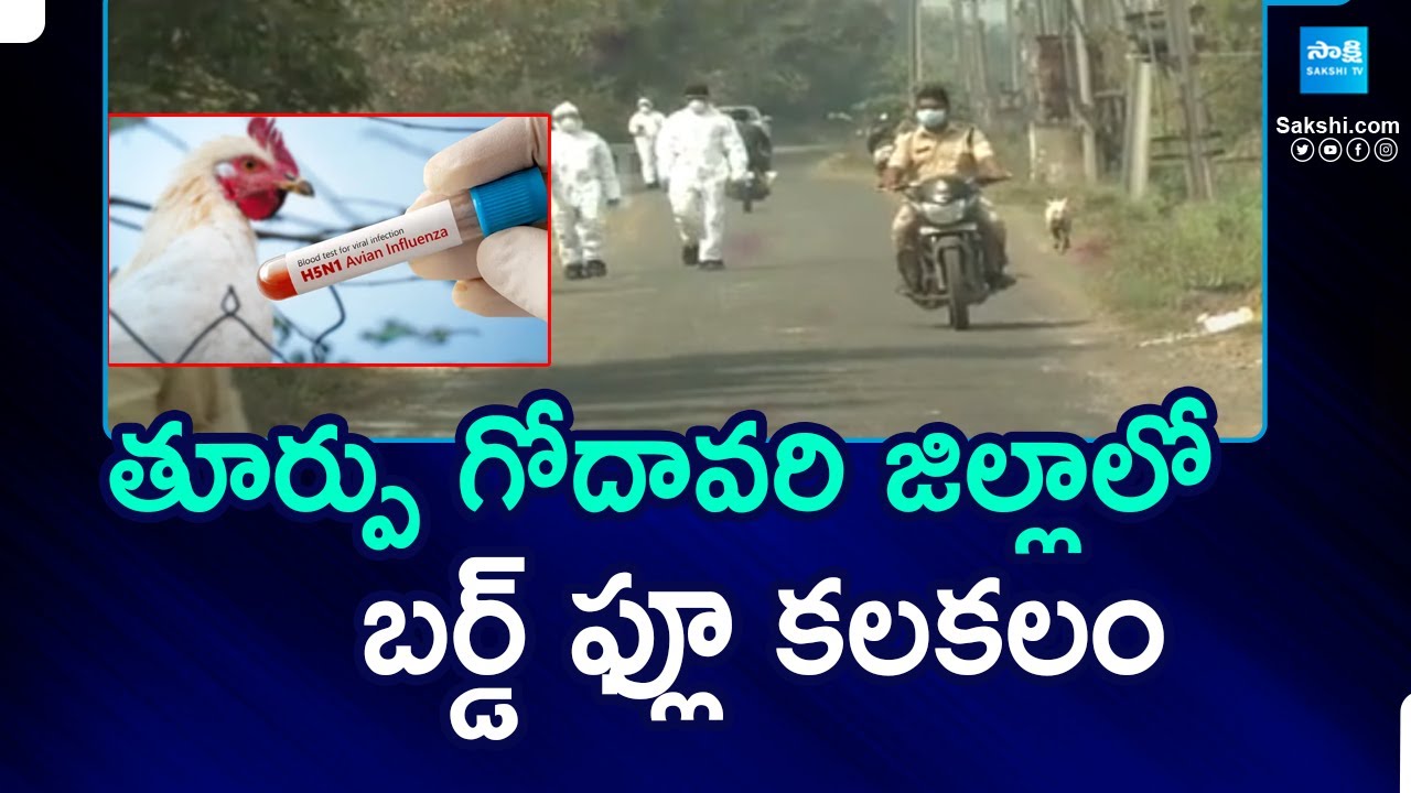 Bird Flu in East Godavari District: Officials Warn Against Eating Chicken | Bird Flu Zone |