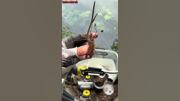 3 Bí Quyết Câu Tôm Sông Để BẠN Có Thể Câu Liên Tiếp