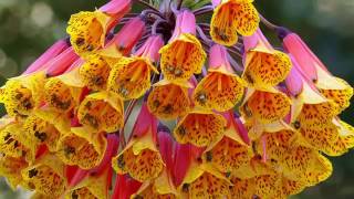 Saki • Yedi Karanfil --- للهدوء والسكينة