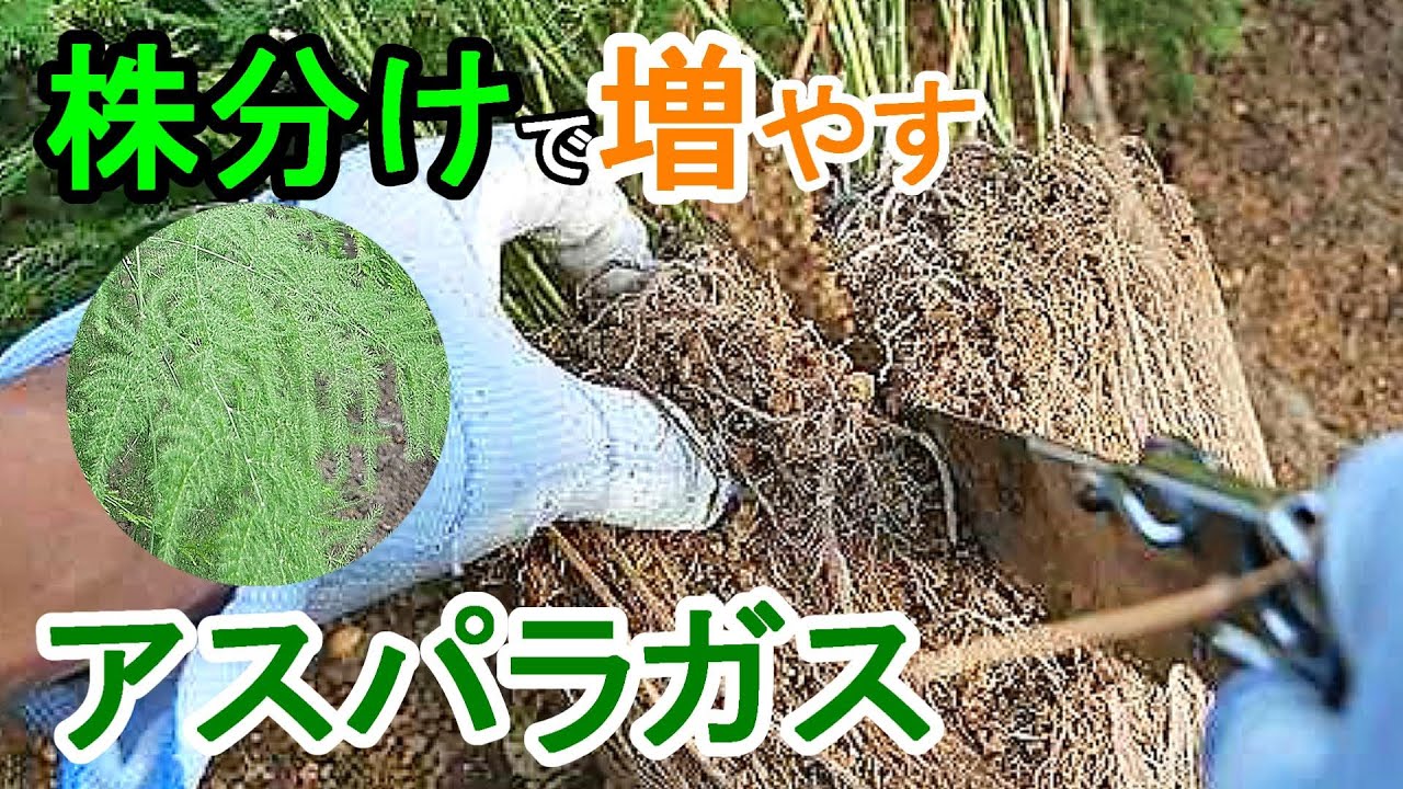 アスパラガス ナナスの株分け ２分割して植え替え Youtube