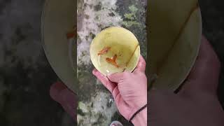 ngasih makan ikan toman#shorts