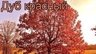 Дуб красный (quercus rubra) 🌿 красный дуб обзор: как сажать, саженцы, рассада, крупномеры дуба