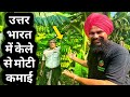 केले की खेती से मोटी कमाई करता किसान👍| BANANA FARMING IN NORTH INDIA 7015842336