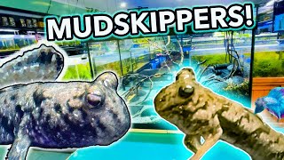 How To Setup a Mudskipper Paludarium * MUDSKIPPERS!*