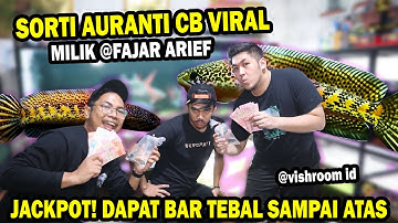 SORTIR AURANTI CB VIRAL @fajararief12_  DITEMANI @vishroomid5882
