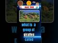 Quiz time 2025 | Group of giraffes😃| #viralshort | #quiztime