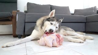 Husky Vs 8 Pound Raw Capon! (Asmr)