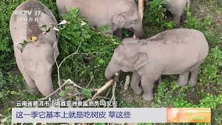云南普洱 亚洲象惬意进食 乐享巡游时光 | 三农长短说