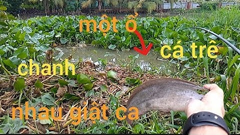 Câu cá rô đồng,đụng trúng ổ,giật cá,run tay bừng bựt,#caucatv186#cauca