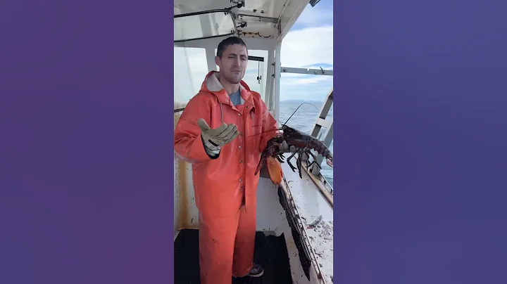 5 and up are the best breeders! Maine lobster
