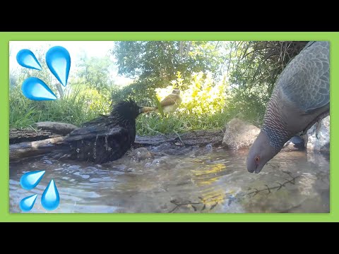 BEBEDERO y BAÑO para AVES * Estanque en el Parque *