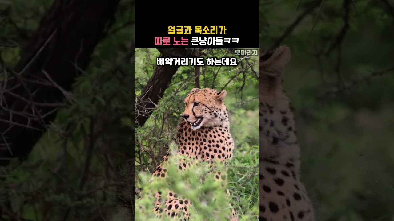 무섭게 생긴 큰냥이들이 입을 열었더니ㅋㅋ #동물 #호랑이 #사자
