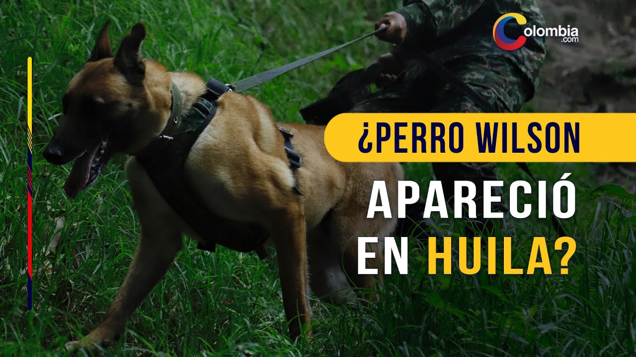 Wilson: video de un perro parecido al héroe rescatista aviva las ilusiones de encontrarlo