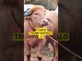 700KG Buffalo Goes VIRAL For Looking EXACTLY Like Donald Trump 🤣 #funny #shorts