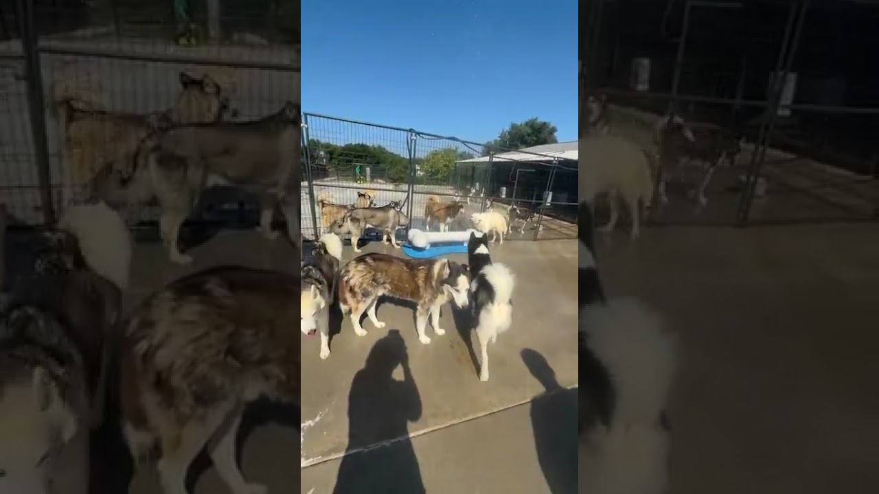 We're Bringing the Dog Park to the Huskies!