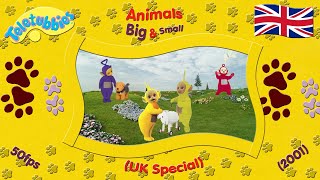 Teletubbies: Animals Big & Small (2001 - UK)
