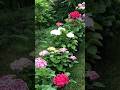 #гортензия #садгортензий #hortensia #hydrangea #hydrangeaflower #garden #flower #сад #paniculata