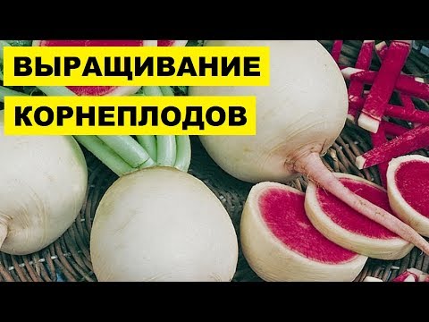 Выращивание корнеплодов как бизнес идея