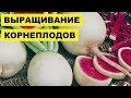 Выращивание корнеплодов как бизнес идея