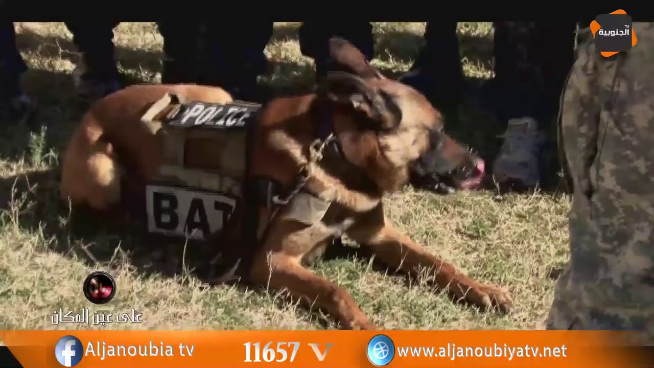 تدريبات فرقة الانياب التونسية. تحية #تونس