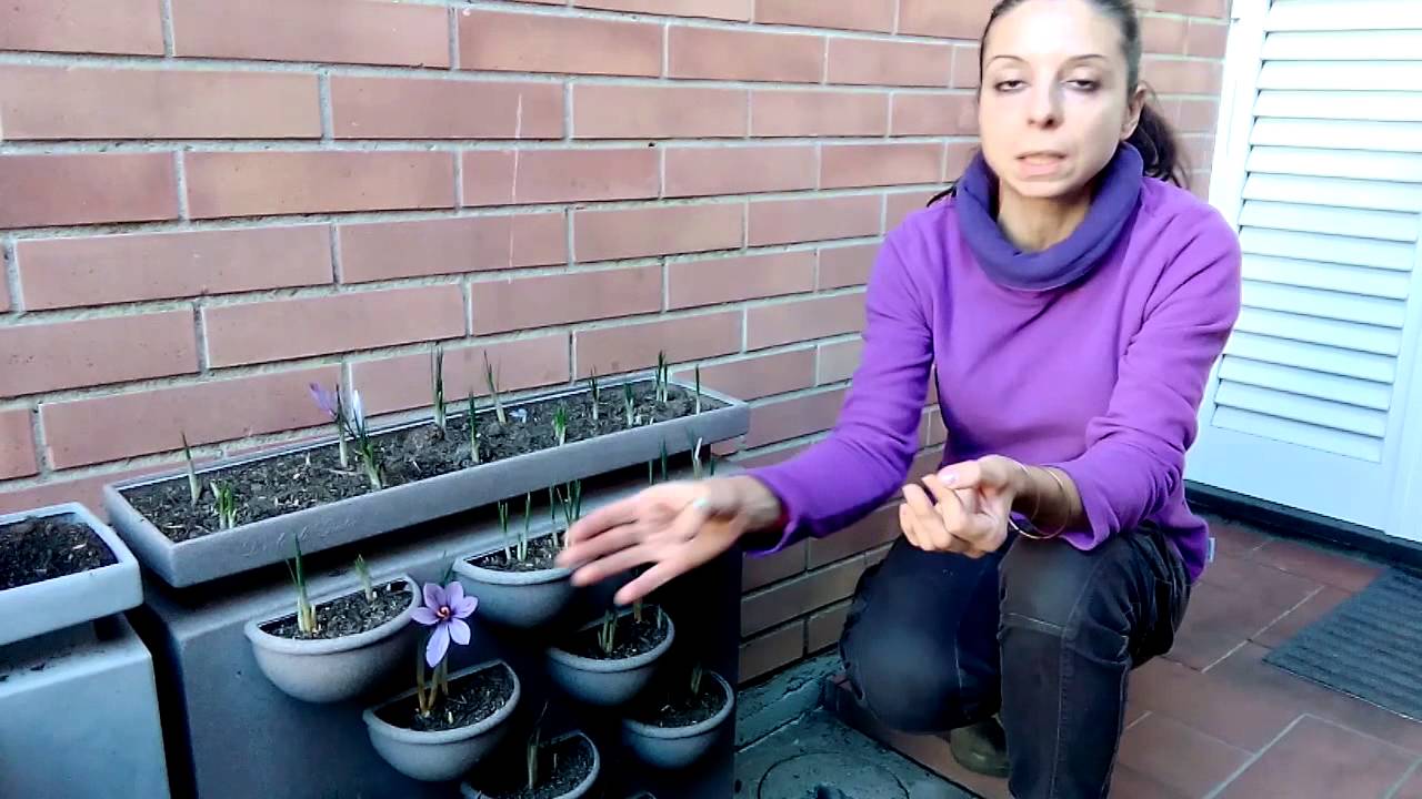 Descrizione e Raccolta dello Zafferano