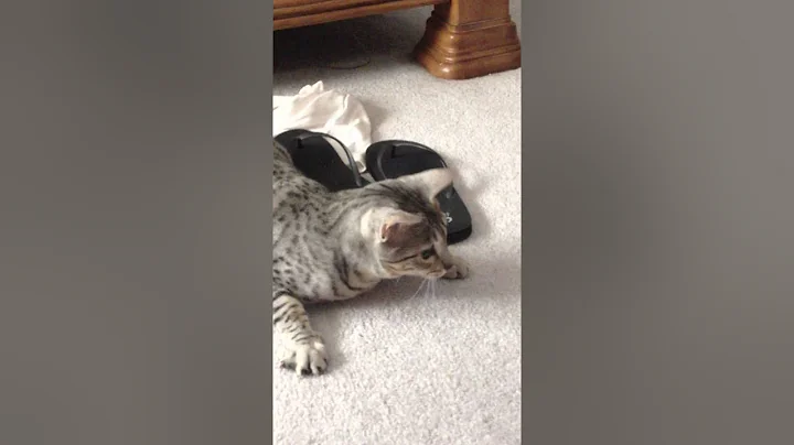 Watch the video about Adorable kitty egyptian mau