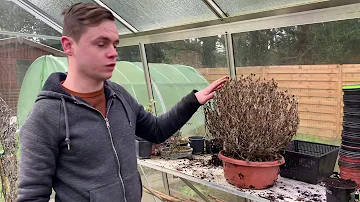 Quand et comment tailler un chrysanthème ?