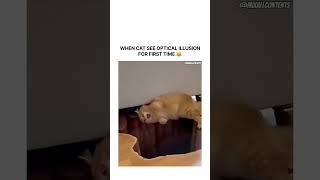 when cat see optical illusions for first time