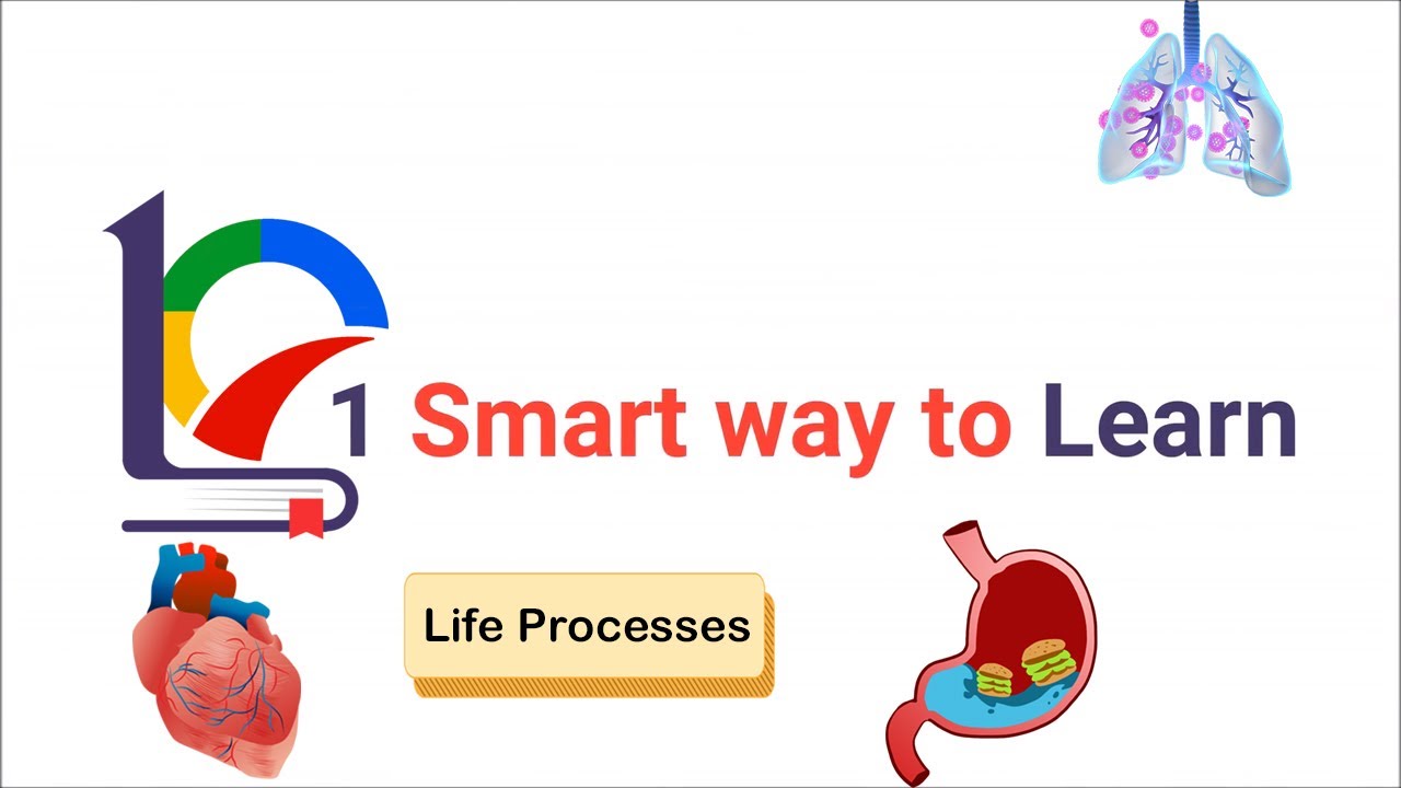 Class 10 Life Processes | 6.2.2 | Heterotrophic nutrition