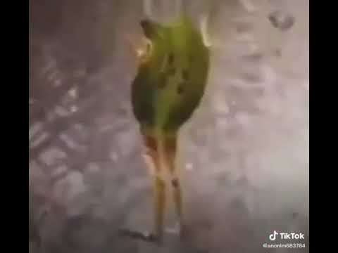 лягушка танцует в душе